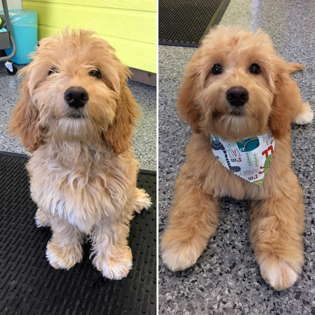 Doggie Day Spa Grooming and Self Serve Salon